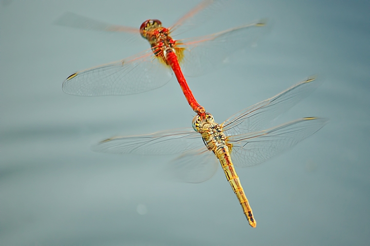 Sympetrum  fonscolombii  (tandem in deposizione)